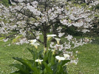 Japanese Tea Garden 14