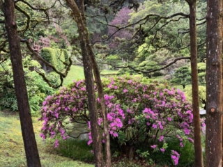 Japanese Tea Garden 3