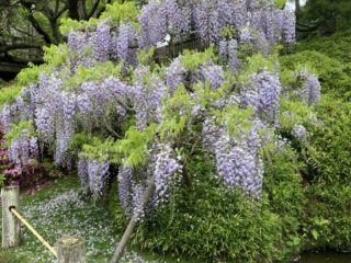 Japanese Tea Garden 8