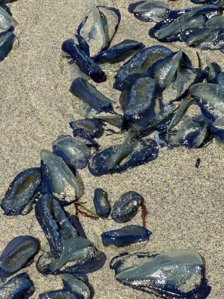 Big Sur 15