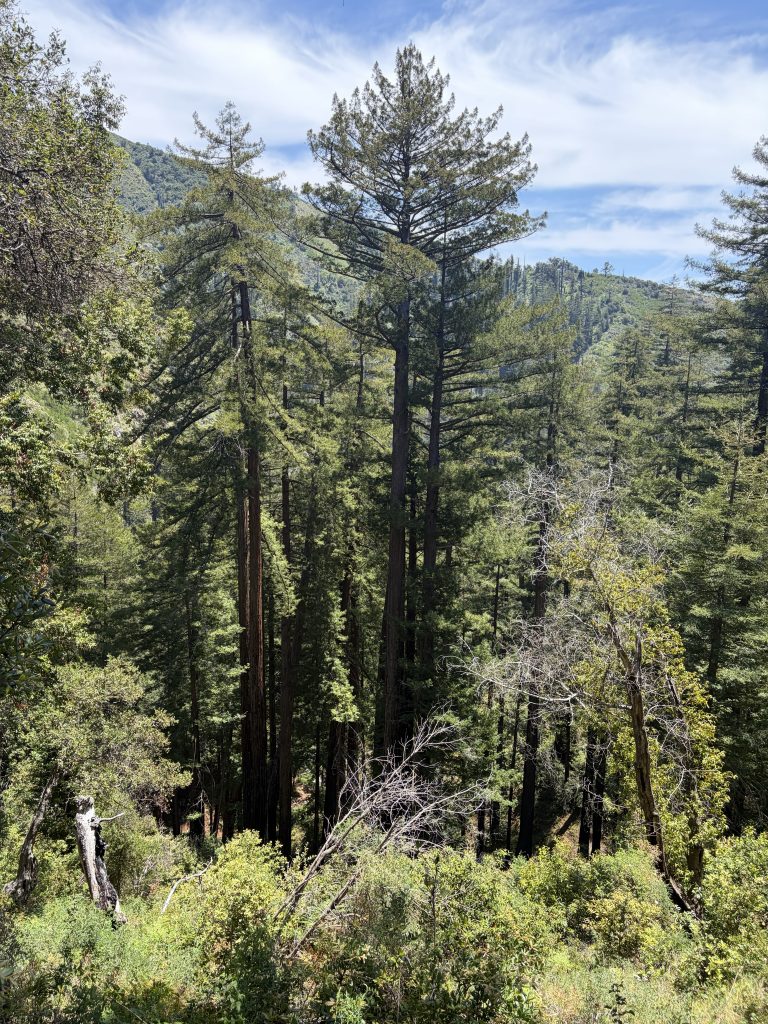 Big Sur 42