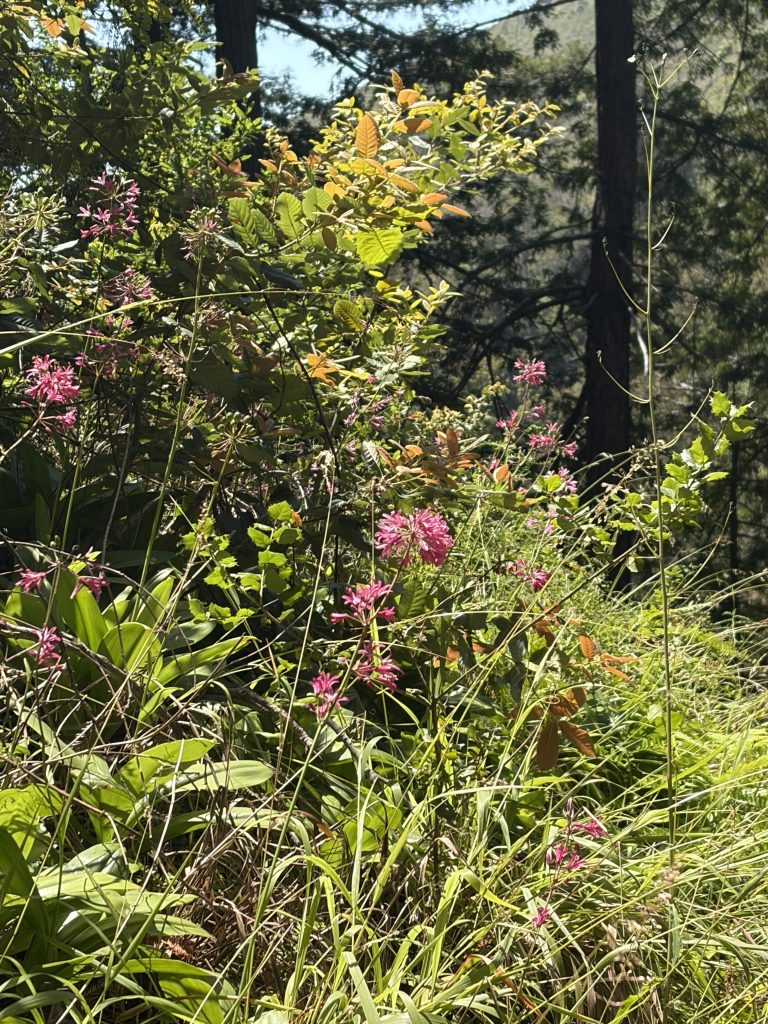 Big Sur 43